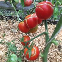 Waarom gebarsten tomaten of "Waar is dun, daar en traan"