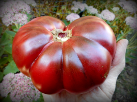 5 beste zwarte rassen van tomaten