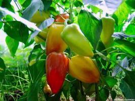 Naast enkele gewassen kunnen niet worden geplant peper