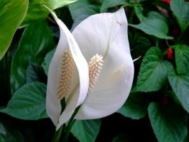 Flower "geluk": 5 belangrijke punten bij de zorg