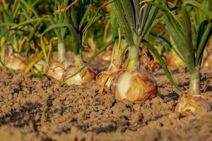 Tricks voor de winter planten van uien, die zal beschermen tegen ziekten en plagen