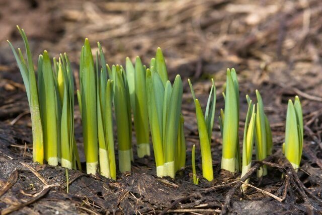 Scheuten van narcissen al doet denken aan een aangename geur, die binnenkort elke gast lentetuin zal bevallen