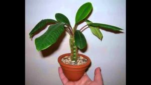 Indoor groeien Euphorbia correct. subtiliteiten van de zorg
