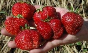 Welke rassen te planten aardbeien te voeden zoet bessen hele zomer.