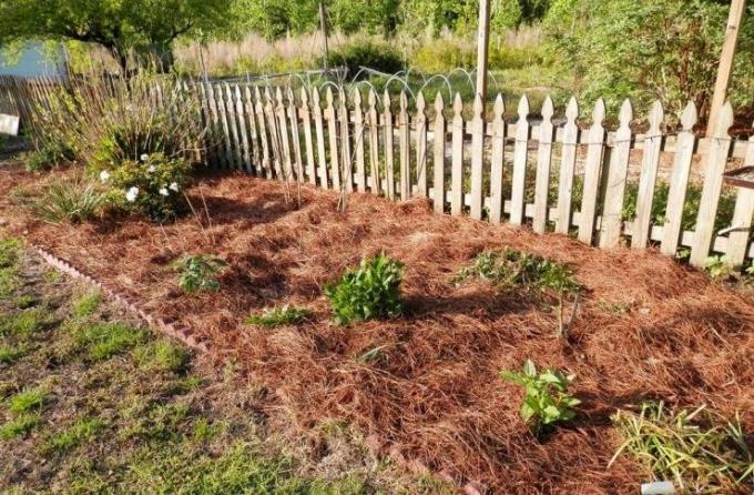 Mulchen bedden van dennennaalden | Tuinieren & Tuinbouw