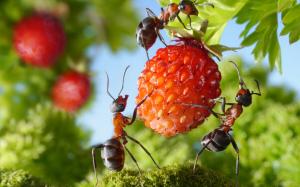 Mieren op het land: hoe zich te ontdoen van ongewenste "buren"