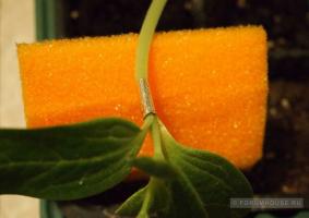 Waarom watermeloen lagenariya: vaccinatie groentegewassen