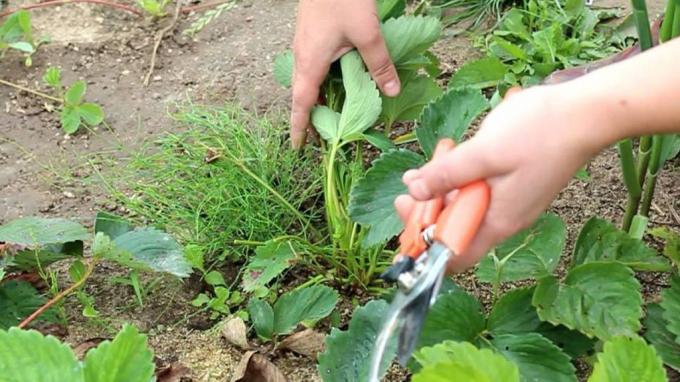 Scherpe snoeischaar - onvervangbare ding in het arsenaal van de tuinman (zelenj.ru)
