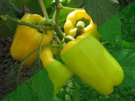 10 geheimen van de teelt van paprika in de tuin