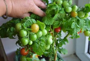 Waarom is het beter om tomaten en komkommers groeien op de vensterbank