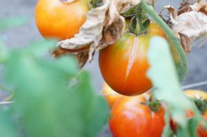 Crib teler waarom tomaten barsten en wat te doen
