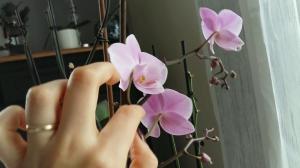 Zoals bestuiven Phalaenopsis thuis. professioneel advies