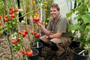 Tomaten in emmers - svekrushkin methode. En het is altijd in het begin en een goede oogst