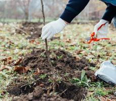 Het planten van bomen in de herfst: landbouwmachines en nuances