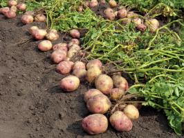 In de strijd voor groot en lekker aardappelen: de verzorging en voeding van deze laatste in augustus