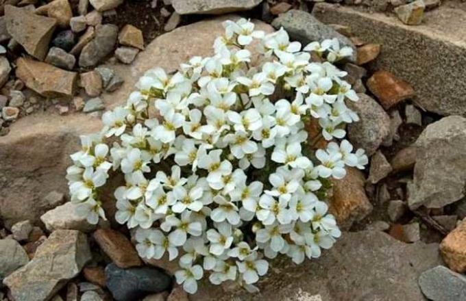 Witte bloemen arabisa