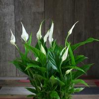 Miniatuur Spathiphyllum Strauss: de regels van de zorg