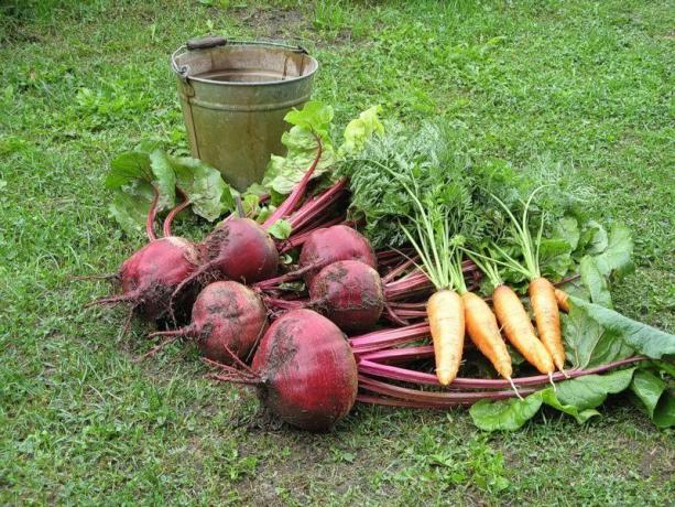 Harvest wortelen en bieten