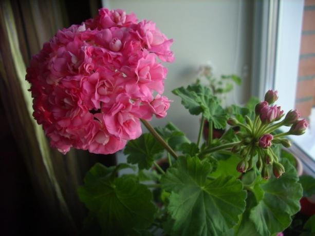 Begin van de bloeiende roos geranium (foto's te vinden op het Internet)