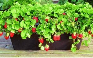 Het hele jaar door verse bessen: hoe aardbeien thuis te laten groeien