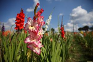 Gladiolus flower arrow vrijgegeven - het is tijd om te voeden