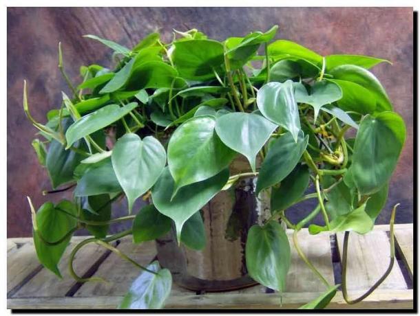 Elegant indoor plant - creeper
