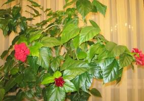 Chinese roos (Hibiscus) niet bloeien, of geef slechts een paar knoppen. Zoals zojuist haar te helpen!
