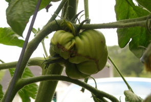 Waarom opgroeien lelijke fruit van tomaten