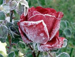 Bereid je rozen voor de winter: hoe humeur wat en wat te verbergen, hoe te trimmen. Hoe kleur van invloed op de vorst