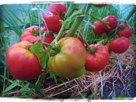 5 beste rassen van tomaten voor het broeikaseffect en het open veld