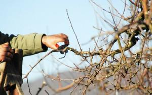 Hoe de oude appelboom verjongen