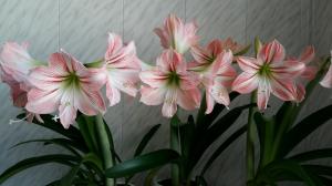 Hippeastrum en Amaryllis: Welke verschillen stunning planten