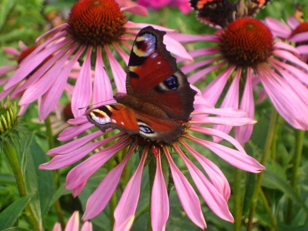 Butterfly zat op echinacea