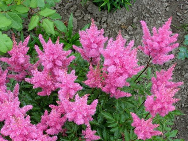 Charmer - Roze Astilbe. Foto: yandex.kz/collections, gebruiker IrinaVSann