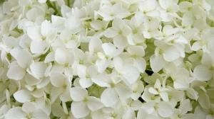 7 hortensia, die geschikt zijn voor een kleine tuin