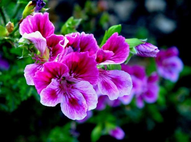 Purple geranium ziet er helder en spectaculair. Foto's - persoonlijk archief
