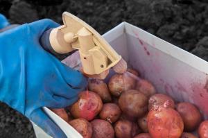 De behandeling van aardappelknollen vóór het planten tegen ziekten en plagen.