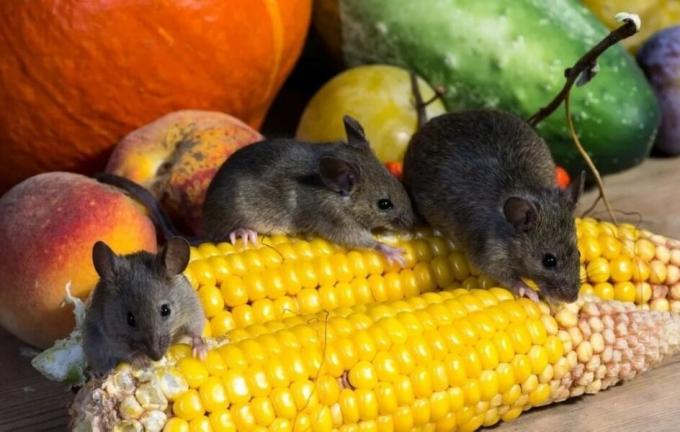 Muizen eten van het gewas. Foto bron: botanichka.ru
