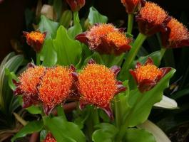 Haemanthus: hoe om te groeien home "bloody flower"