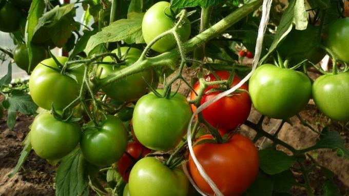 En augustus blijven de voldoende vocht tomaat bedden monitoren