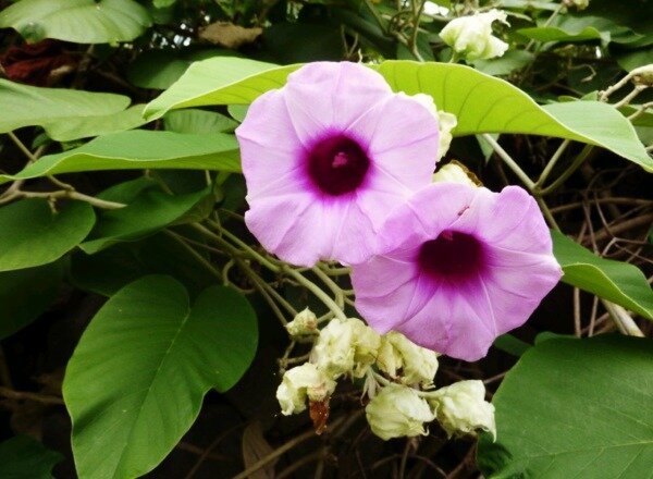 Hawaiian Rose - een medicijn vergelijkbaar met LSD | ZikZak