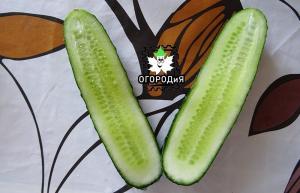 De waarheid over de zaden van jongens en meisjes uit komkommers