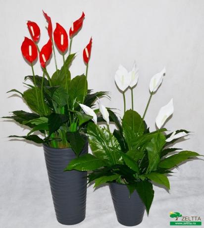 Anthurium en Spathiphyllum: delen van foto's van het internet