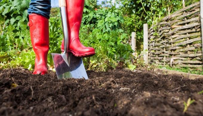 Voordelen en nadelen van het graven van de grond in het gebied | Tuinieren & Tuinbouw