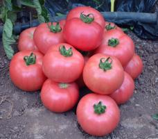 5 van de zoetste variëteiten van tomaten