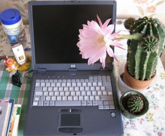 Cactus op de computer. Foto van het internet