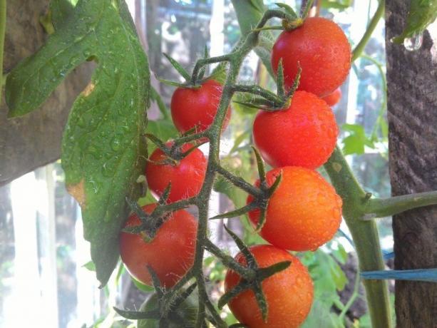 Rijpen tomaten - lust voor het oog! (Mojateplica.ru)