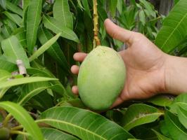 Hoe maak je een mango huis te laten groeien. samen leren