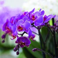 Wat gebruikelijk is in Phalaenopsis orchideeën en The Decemberists?