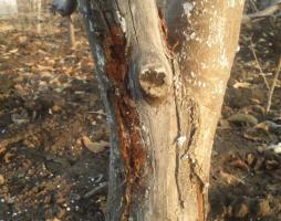Oktober: 4 Secrets witten het najaar bomen voor de gezondheid en hoge productiviteit